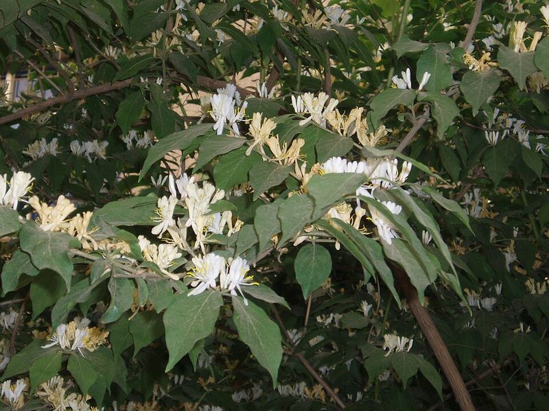 Amur Honeysuckle Can Turn A Hedge Into A Thicket