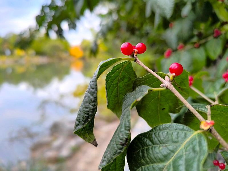 Amur Honeysuckle Can Turn A Hedge Into A Woodland Problem