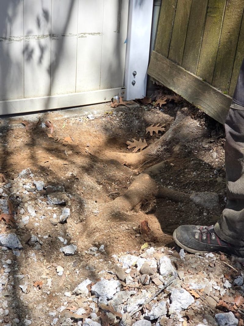 An Arborist Can Show What Is Safe To Cut An Arborist Can Show What Is Safe To Cut