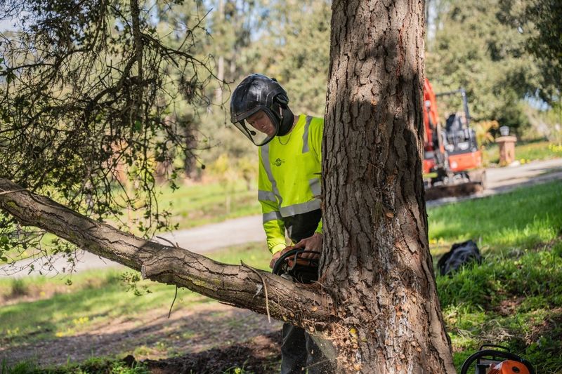 An Arborist May Be Required For Bigger Jobs