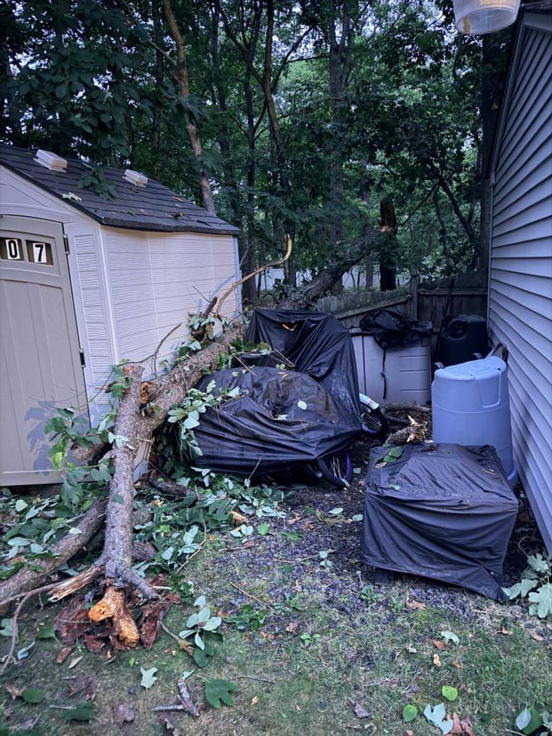 An Arborist Report Can Change Everything