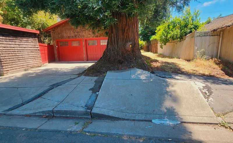 An Arborist Report Can Help Show What Caused The Cracks