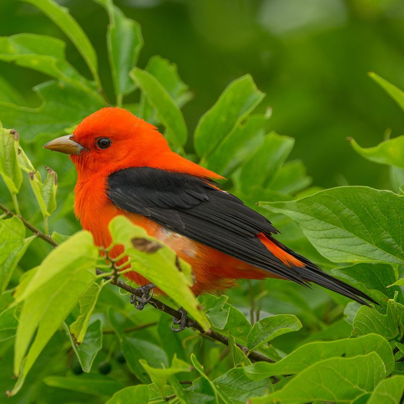 An August Visitor May Be Local Or Already Starting To Move South