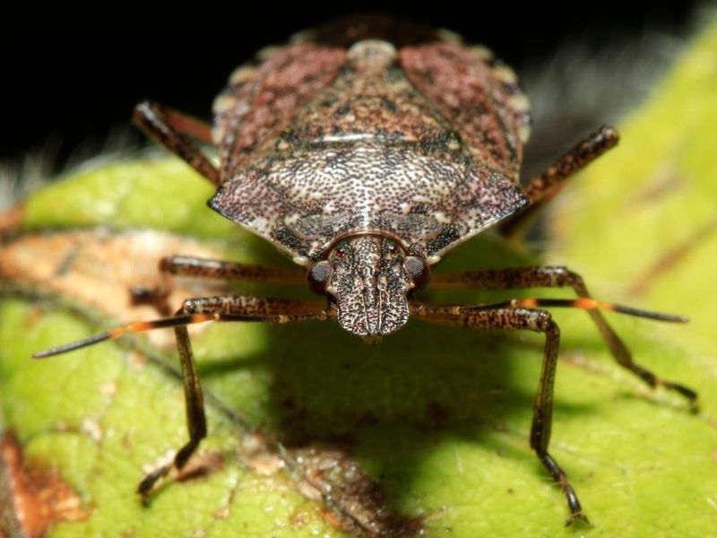 An Indoor Stink Bug Is Not Identified Yet An Indoor Stink Bug Is Not Identified Yet