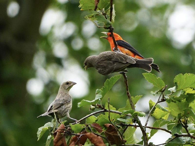 An Insect Rich Canopy Gives These Birds A Reason To Keep Foraging
