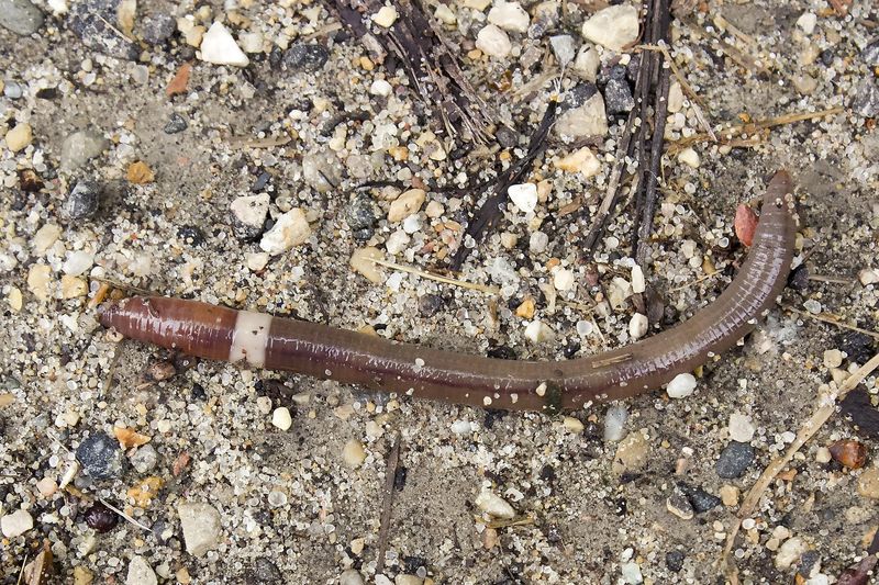 An Invasive Worm Species Is Behind That Grainy Soil Shift