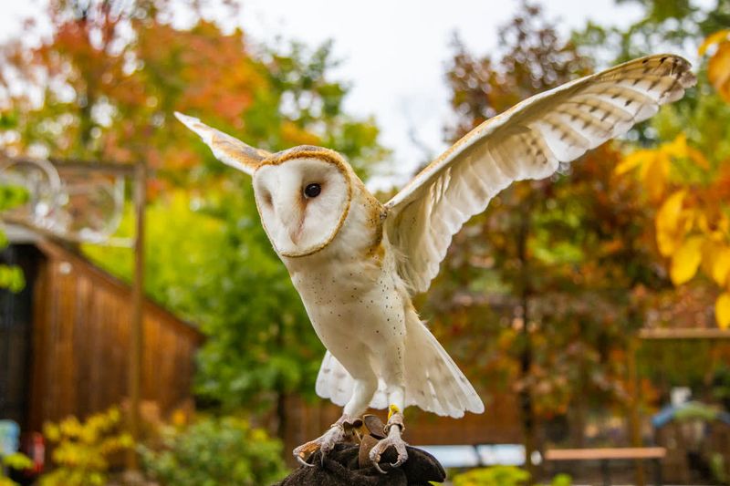 An Owl Visit Is A Reason To Rethink Rodent Poison An Owl Visit Is A Reason To Rethink Rodent Poison