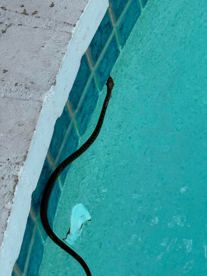 An Unknown Snake Deserves Distance, Not Guesswork An Unknown Snake Deserves Distance, Not Guesswork