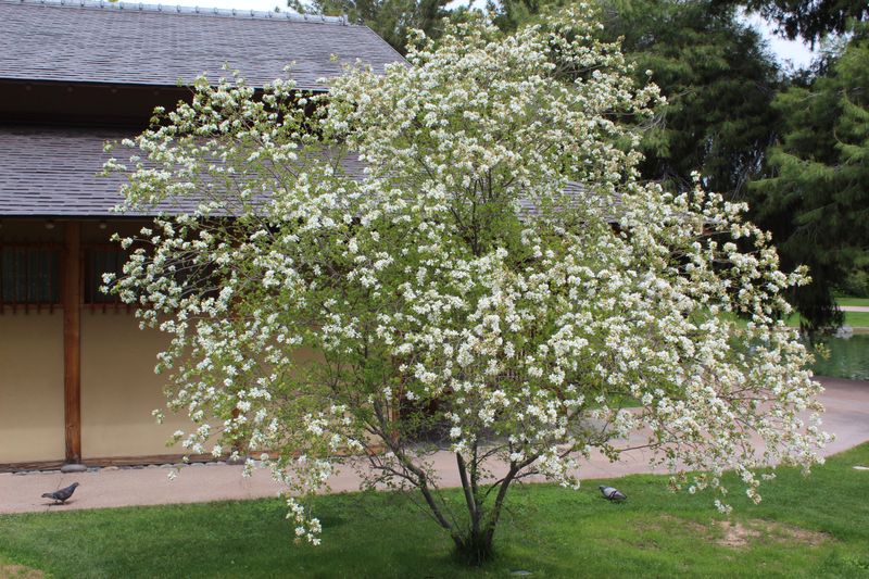 Anacacho Orchid Tree
