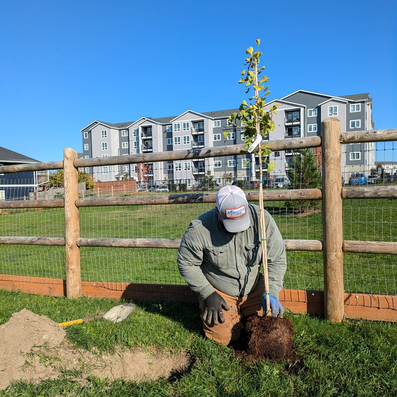 Anaheim TreePower Delivers Free Shade Trees To Your Home Anaheim TreePower Delivers Free Shade Trees To Your Home