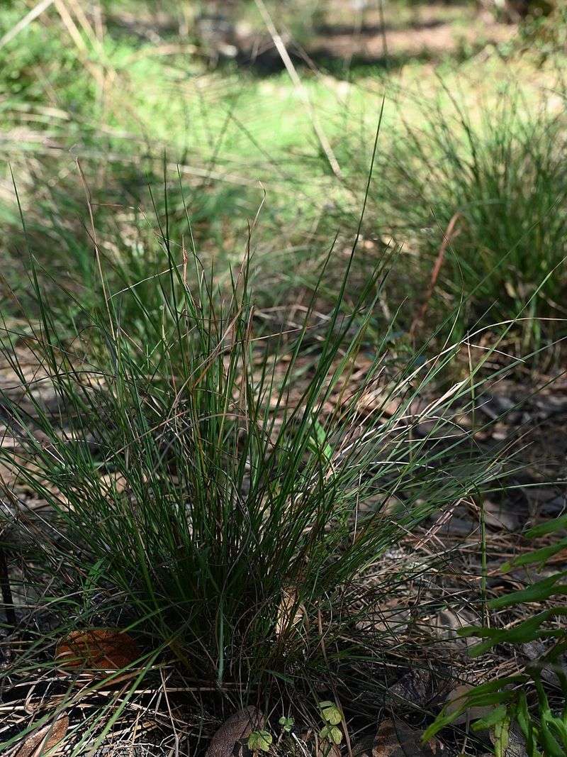 Anchor Moist Soil With Florida Gamagrass Anchor Moist Soil With Florida Gamagrass