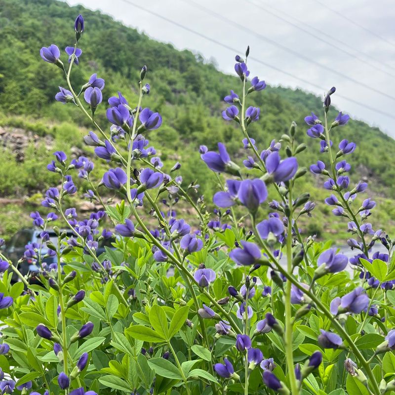 Anchor The Corner With Blue False Indigo Anchor The Corner With Blue False Indigo