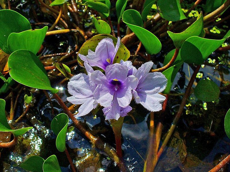 Anchored Water Hyacinth Lost Its Legal Sales Status