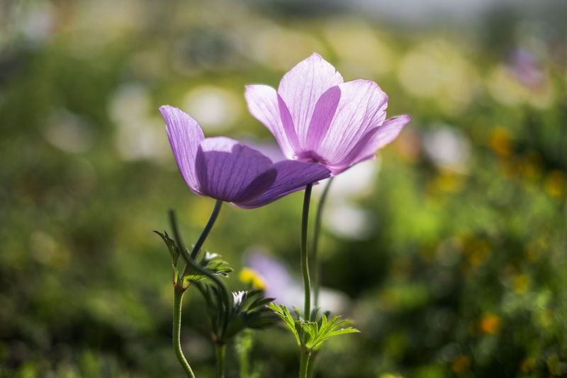 Anemones Anemones