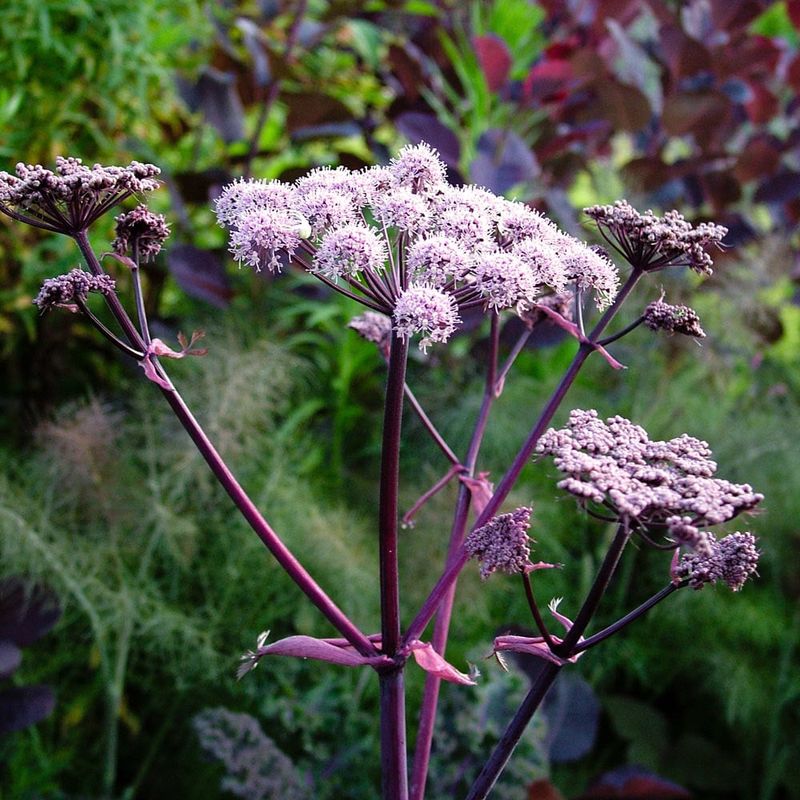 Angelica Sharing That Tall Umbel-Shaped Look Angelica Sharing That Tall Umbel-Shaped Look