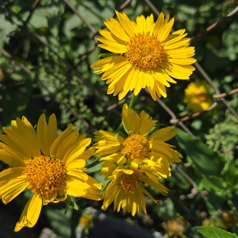 Angelita Daisy Holds Bright Yellow