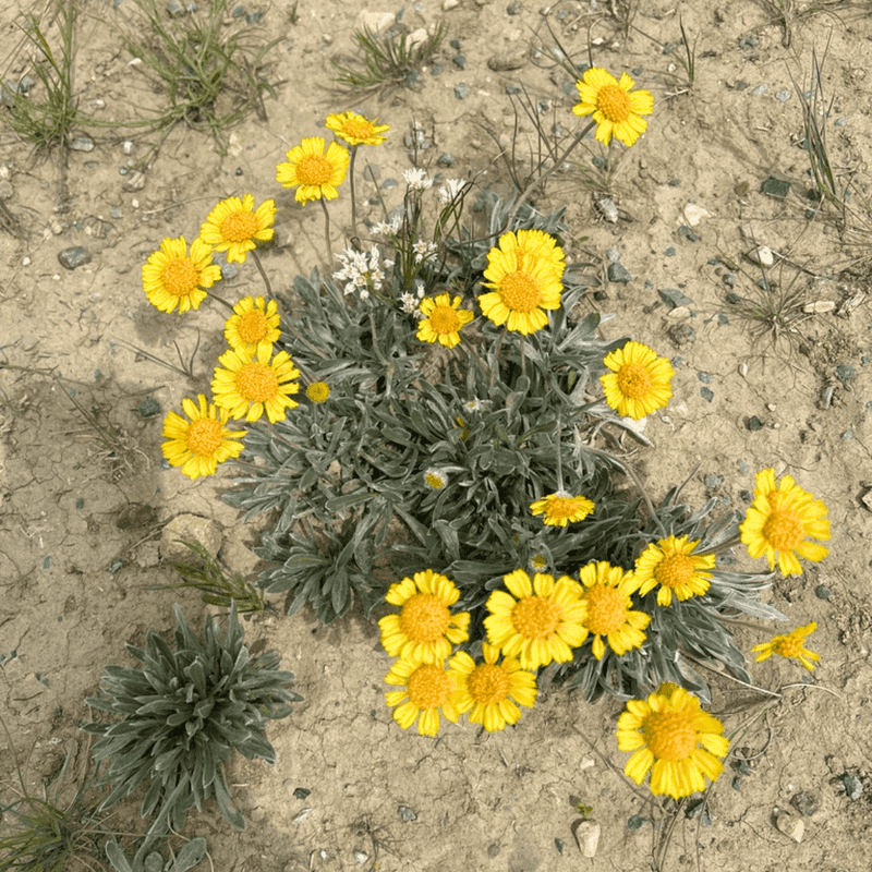Angelita Daisy Stays Colorful Through The Heat