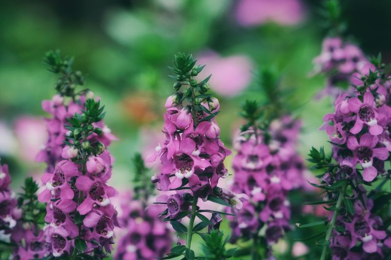 Angelonia Angelonia