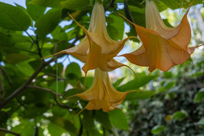 Angel's Trumpet