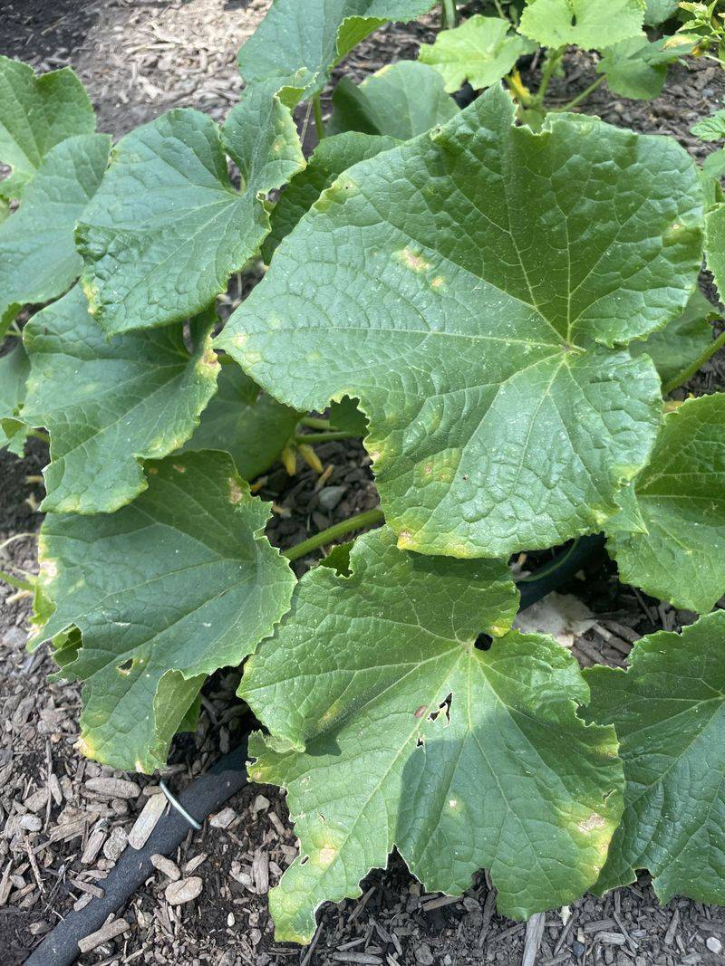 Angular Lesions Stop At Leaf Veins
