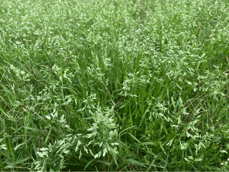 Annual Bluegrass Is One Weed Worth Getting Ahead Of