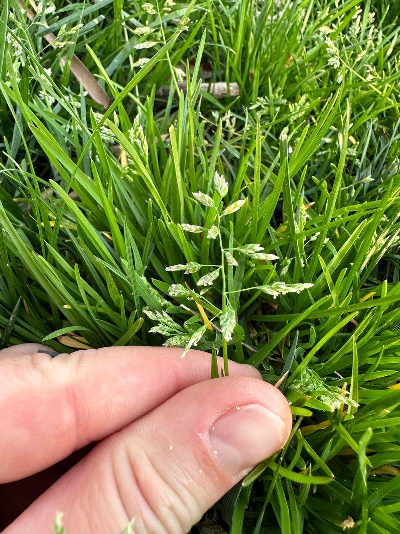 Annual Bluegrass Returns From Tiny Seeds