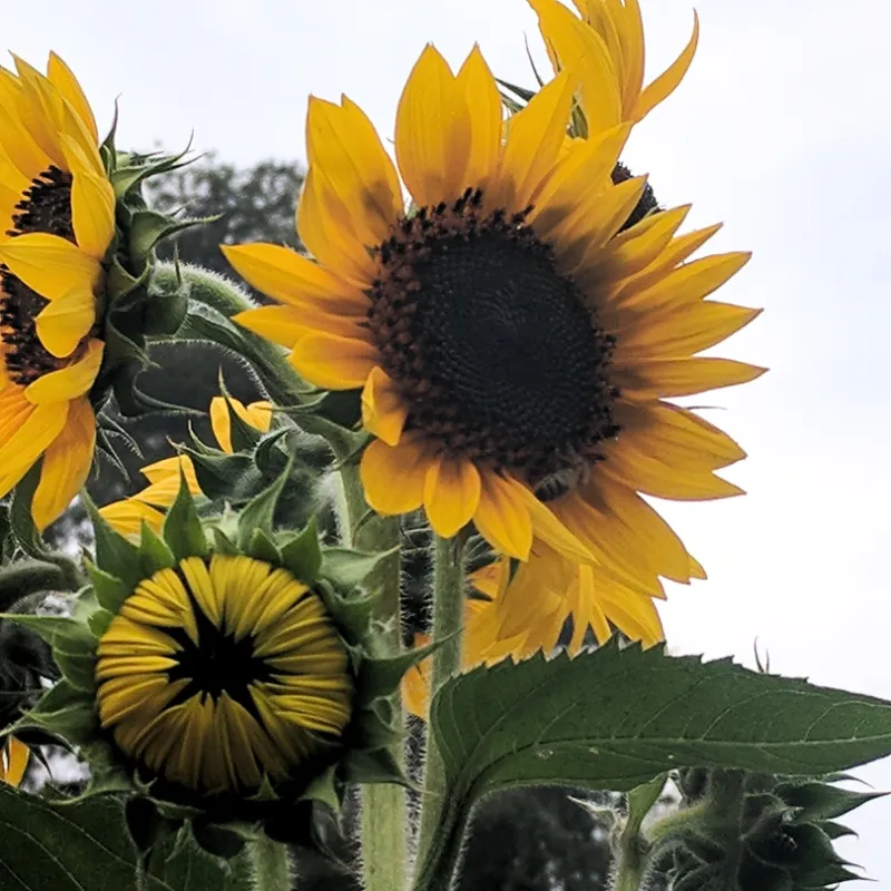 Annual Sunflowers Turn Fading Heads Into Future Plants