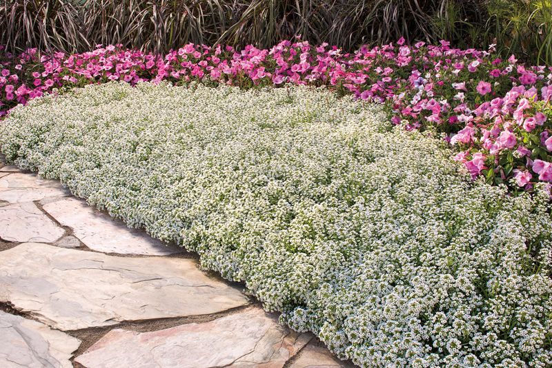 Annual Vinca Ringed With Sweet Alyssum
