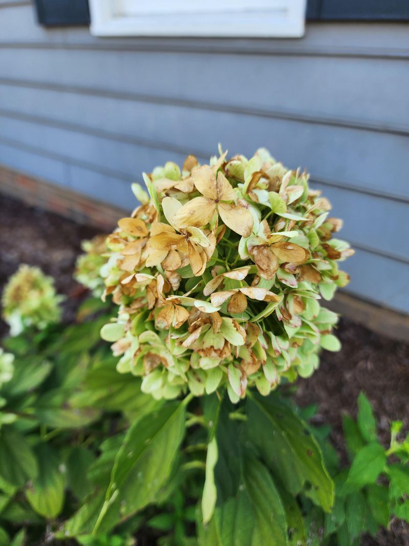 Anthracnose Can Spot The Flowers