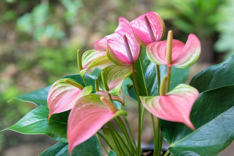 Anthurium Anthurium