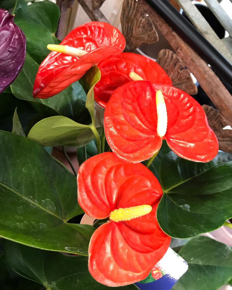 Anthurium