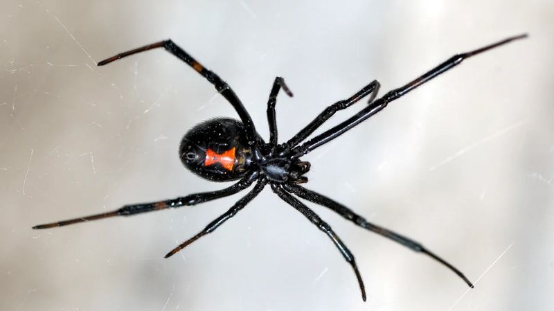 Antivenom And Stronger Treatment Belong In Medical Hands