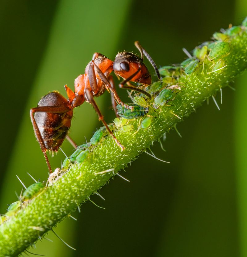 Ants Are Frequently Drawn To This