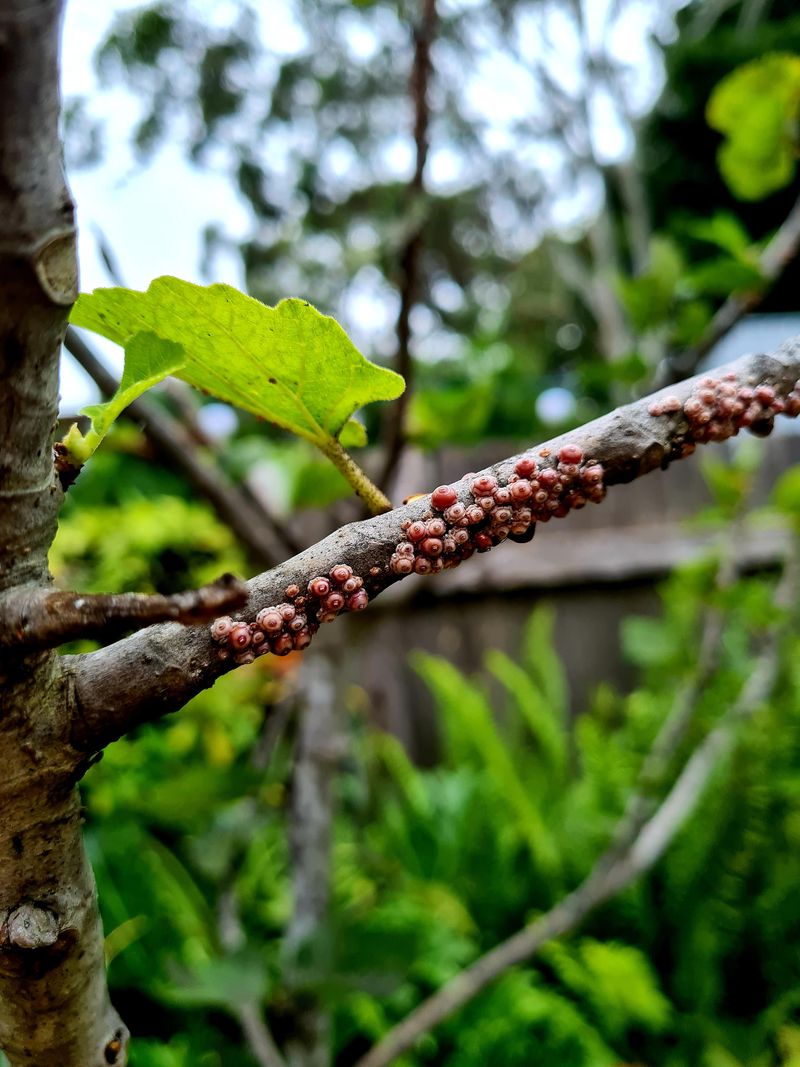Ants Usually Show Up For The Sweet Stuff Ants Usually Show Up For The Sweet Stuff