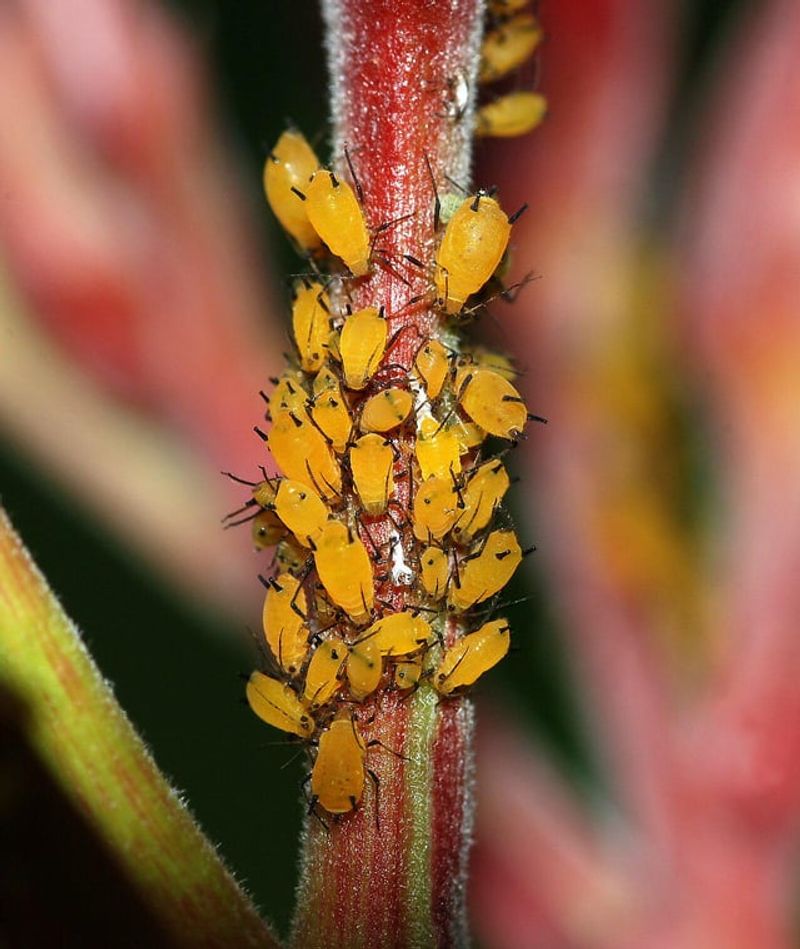 Aphid Colonies Start Shrinking Fast