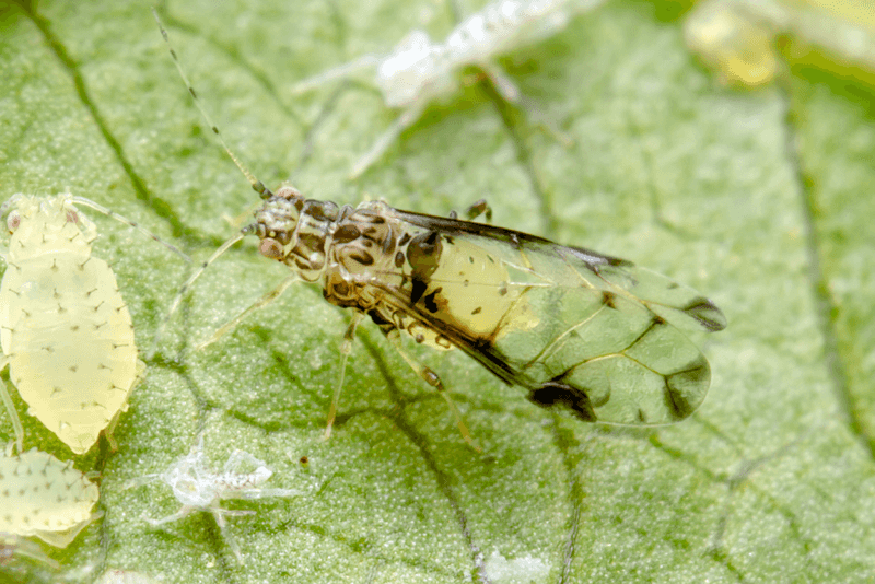Aphid Feeding Leaves Sticky Growth Behind