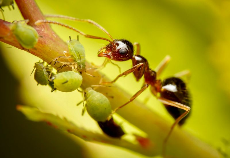 Aphid Infestations Draw Ants In For Honeydew Aphid Infestations Draw Ants In For Honeydew