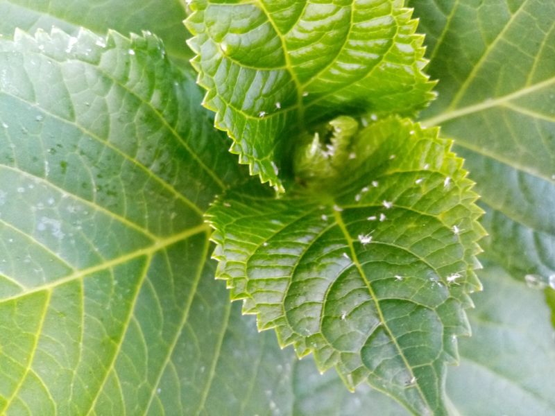 Aphids And Spider Mites Drain The Color Away