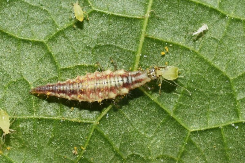 Aphids Are One Of Their Main Targets
