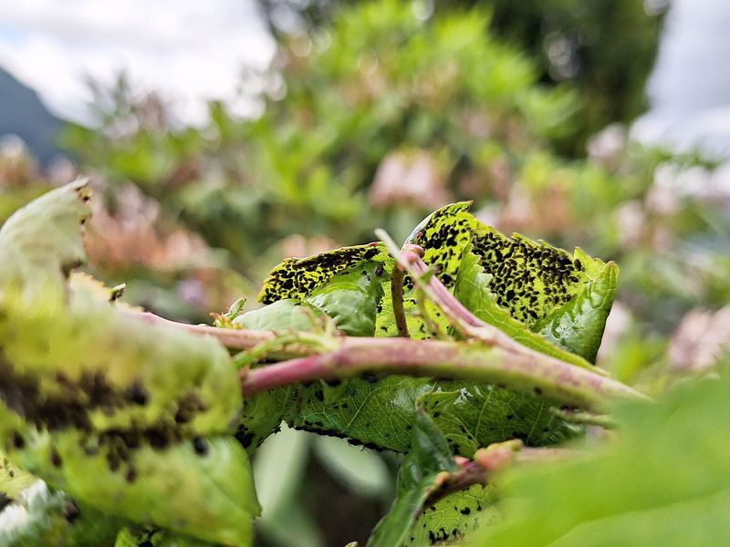 Aphids Are Usually Behind The Sticky Drips Aphids Are Usually Behind The Sticky Drips