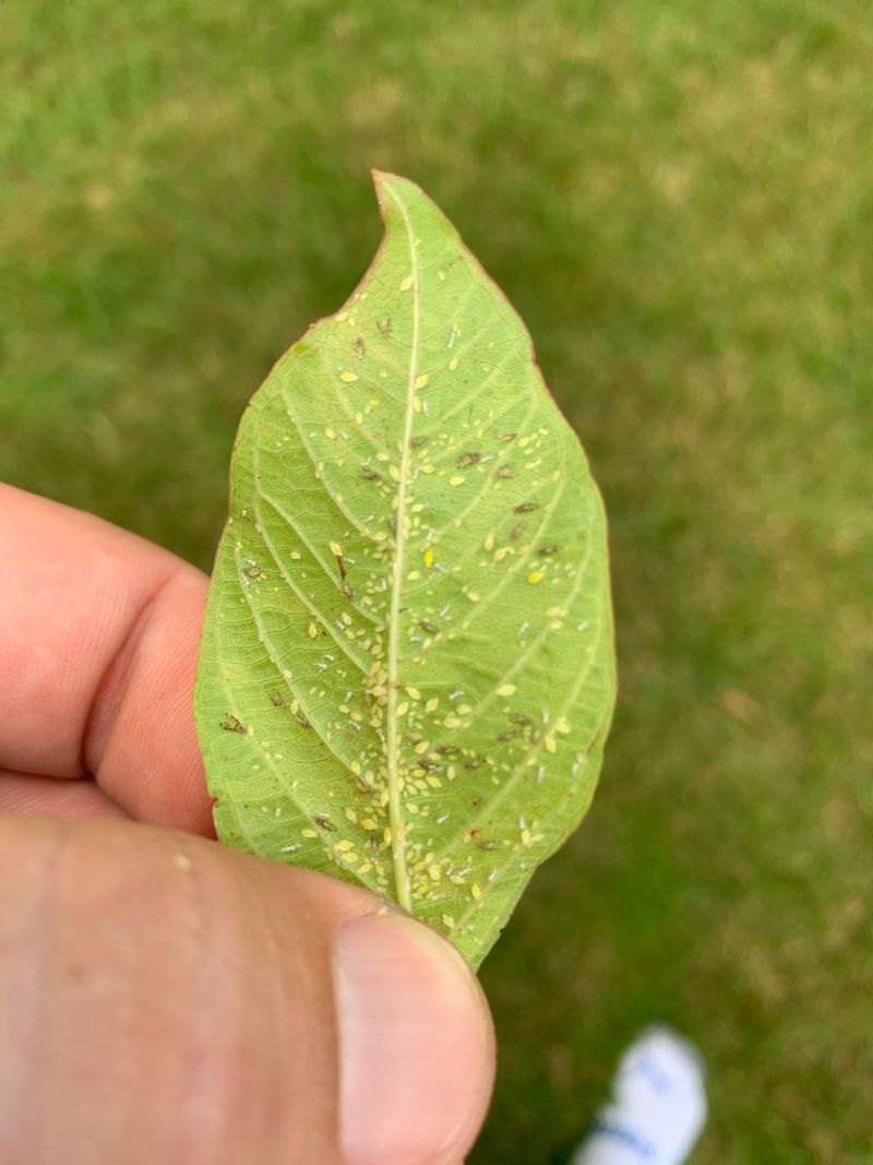 Aphids Are Usually Behind The Sticky Mess