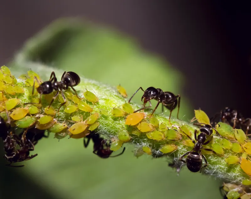 Aphids Attract Ants With Sugary Honeydew