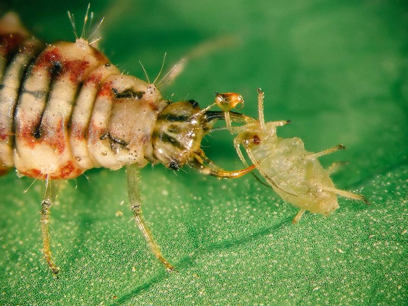 Aphids Become One Of Their Favorite Targets Aphids Become One Of Their Favorite Targets