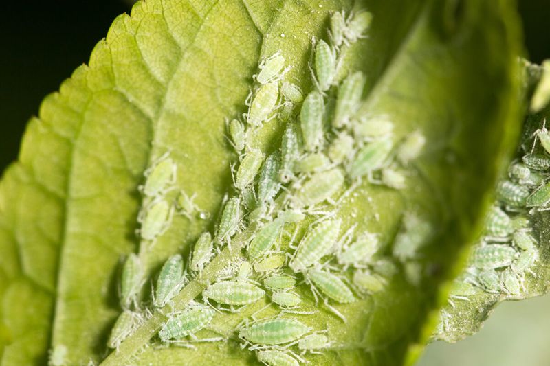 Aphids Can Multiply Rapidly On Tender New Growth