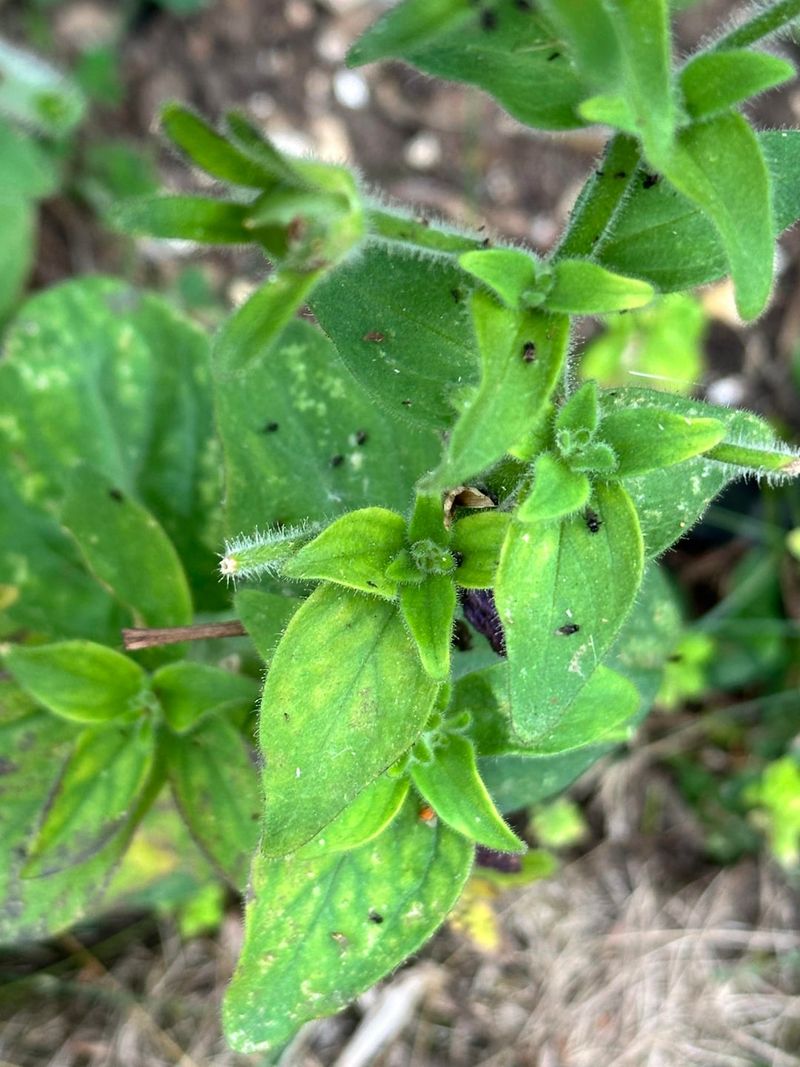 Aphids May Be Hiding Around Tender Growth