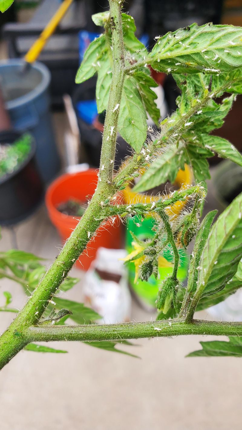 Aphids Multiply Rapidly In Georgia's Summer Heat