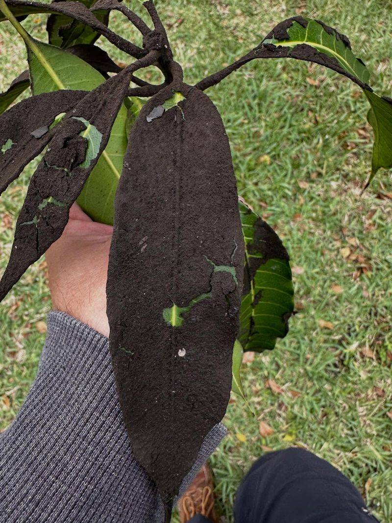 Aphids Often Cause This Sticky Residue