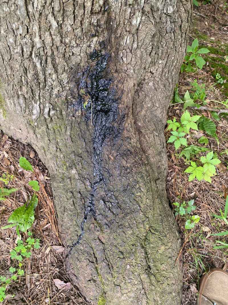 Aphids Produce This Sugary Residue