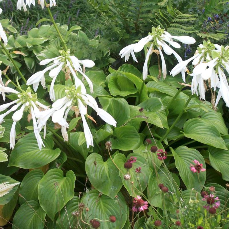 Aphrodite Hosta Brings Double Blooms After Dark Aphrodite Hosta Brings Double Blooms After Dark