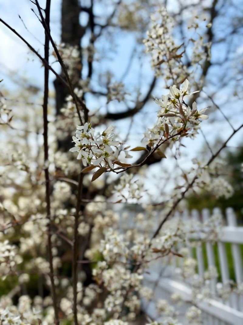 Apple Serviceberry Fits Under Utility Lines
